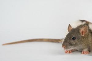 cute rat on white background close up photo