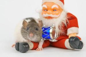 new year of the rat on white background photo