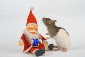 new year of the rat on white background photo