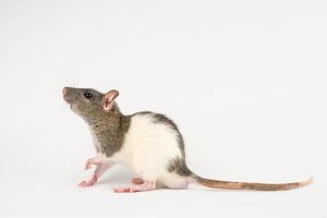 decorative hand rat on white background photo