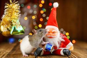 cute rat in Christmas decor, Santa Claus and bokeh photo