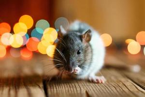 cute rat on wooden background beautiful bokeh photo