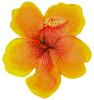 waterverf bloemen botanisch hand- verf png