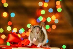 portrait of a rat with a gift on a new year background with bokeh photo