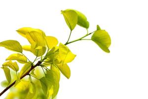branch with leaves of a tree on a white background isolated photo