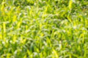 beautiful blurred green natural background, soft focus and beautiful bokeh photo