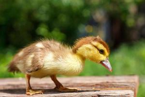 small brown duckling on wooden background, natural green background photo