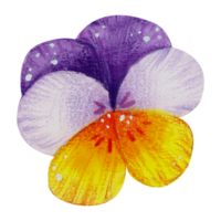 waterverf bloemen botanisch hand- verf png