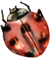 insecto acuarela insecto pintado a mano png