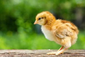 a small brown chicken stands on a wooden background, followed by a natural green background photo