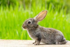 lindo conejo gris esponjoso con orejas sobre un fondo verde natural foto