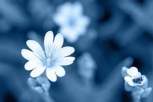 flores teñidas en azul clásico, papel pintado foto