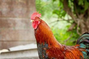 retrato de un gallo con plumaje brillante foto