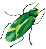Käfer Aquarell Insekt handbemalt png