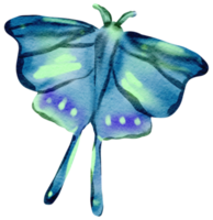 mariposa acuarela insecto pintado a mano png