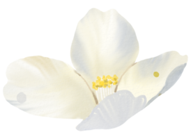 waterverf bloemen botanisch hand- verf png