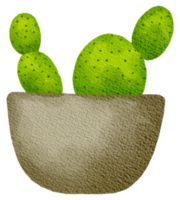 Cactus succulent plant watercolor png