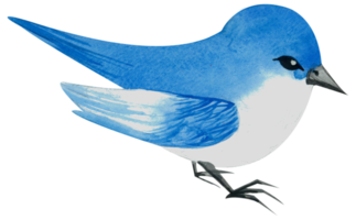 weinig vogel waterverf hand- verf png