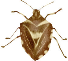 insecto acuarela insecto pintado a mano png