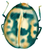 inseto aquarela inseto pintado à mão png