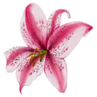 waterverf bloemen botanisch hand- verf png