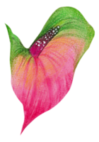 waterverf bloemen botanisch hand- verf png