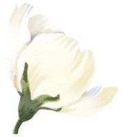 waterverf bloemen botanisch hand- verf png