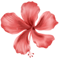 waterverf bloemen botanisch hand- verf png