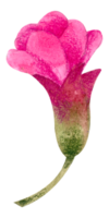 Watercolor Floral Botanical hand paint png