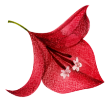 waterverf bloemen botanisch hand- verf png