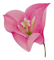 waterverf bloemen botanisch hand- verf png