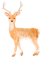 aquarela de animal adorável da floresta png