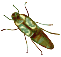 bogue aquarelle insecte peint à la main png