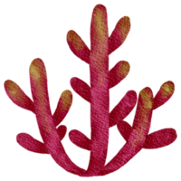 aquarela de planta suculenta cacto png