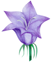 waterverf bloemen botanisch hand- verf png