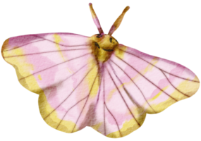 farfalla acquerello insetto mano dipinto png