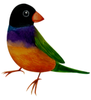 weinig vogel waterverf hand- verf png