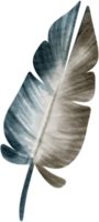 Feather watercolor hand paint png