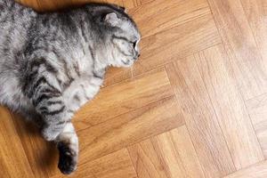 Surprised Cat lying on the floor, close up. British cat lying on the floor with copy space photo