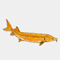 Lake Sturgeon Acipenser Fulvescens or Rock Sturgeon Fish Swimming Watercolor png