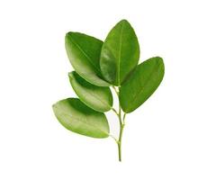 Fresh lemon green leaf isolated on white background with clipping path. photo