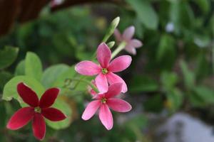 Rangoon Creeper's flowers blooming on branch and blur green leaves background. Another name is Drunken Sailor or Chinese Honey Suckle's flowers have red, pink and white color. photo