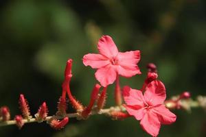 Branch of Red flowers of Indian leadwoet blooming on stem with sunlight. Another name is Rosy leadwoet, Rose-colored leadwort or Official leadwoet, Thailand. photo