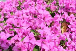 Light purple Bougainvillea flowers or paper flower background. photo