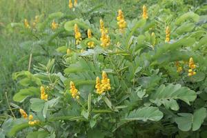 Trees and yellow flowers of Acapulo are in nature environment in Thailand, another name is Candelabra bush, Candle bush, Ringworm bush. photo