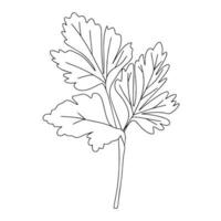 Parsley icon in linear style. Parsley isolated on white background. Vector illustration