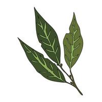 Vector illustration of bay leaf. White background.