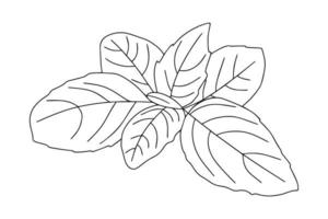 icono de hoja de albahaca. ilustración vectorial de hojas de albahaca aisladas sobre fondo blanco. vector