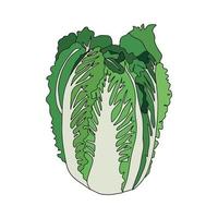 Fresh Chinese cabbage vegetable isolated icon. cabbage for farm market, vegetarian salad recipe design. organic food. Vector illustration in flat style.