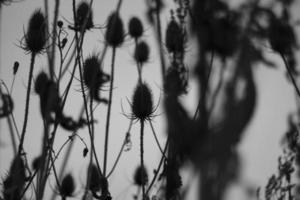 Background of dry plants. Stems of a thorny plant. photo